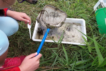 Pond dipping Steart 5 Aug.jpg